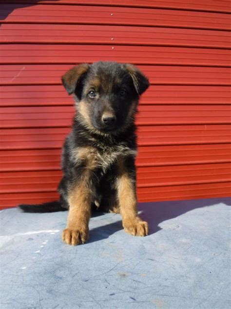 German Shepherd Puppy For Sale Near Me