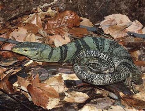 10 Rarest Lizard Species In The World - WorldAtlas