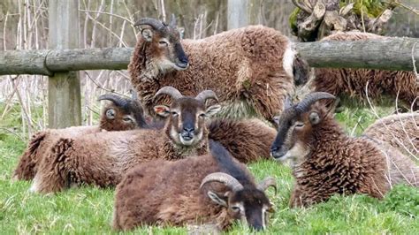 Learn about Soay Sheep – Kippax Farms