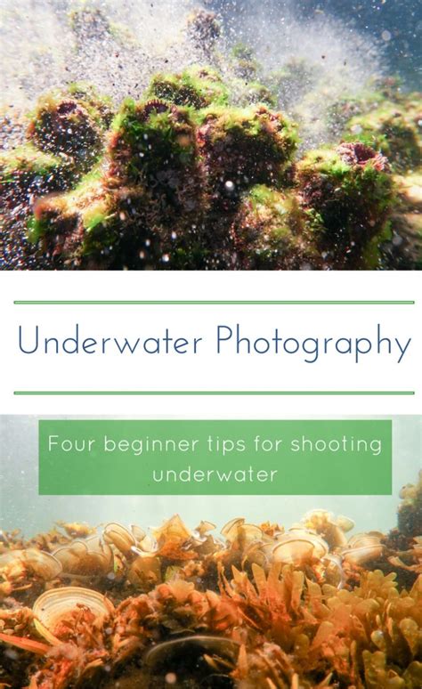 Beginner Underwater Photography Tips - Living EZ