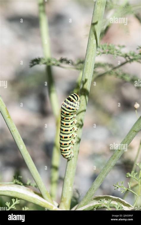 Common Swallowtail (Papilio machaon) caterpillar Stock Photo - Alamy