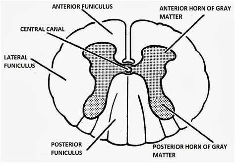 Dr Balaji Anvekar FRCR: DDs of Owl's Eye _ Spinal cord T2 hyper ...