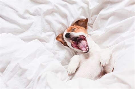 Why Having a Dog Sleep in Your Bed Might Not Be a Great Idea | The Ark Pets