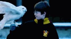 Hedwig | Harry Potter Wiki | Info Cafe