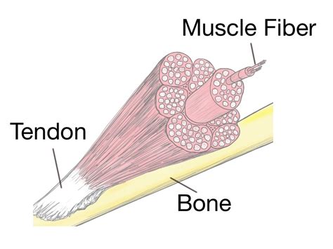 Tendon Tissue Diagram