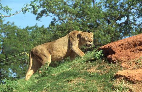 Oklahoma City Zoo - The Gateway to Oklahoma History