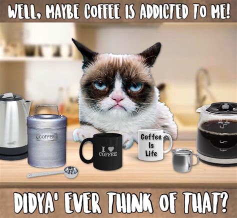 Maybe Coffee Is Addicted To Grumpy? 🤷🏻‍♀️☕️😹 Grumpy Cat Quotes, Cat ...