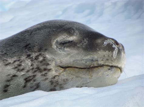 How cute is this sleeping Leopard seal? (side note: they're quite ...