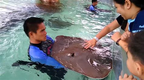 Sharks and Rays Encounter at Manila Ocean Park - YouTube