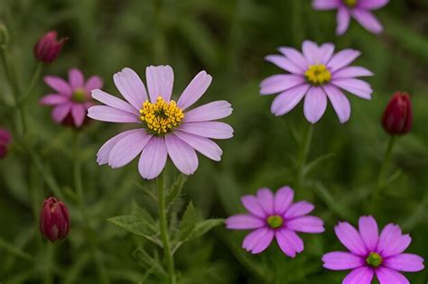 Premium AI Image | flower flowers nature photography