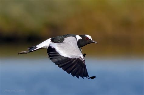 Vernon Chalmers Photography: Canon Birds in Flight Photography Skills ...