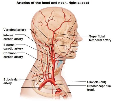 miscellaneous - BRANCHES OF EXTERNAL CAROTID ARTERY - Dr. Meenesh ...