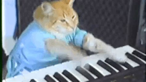 Gatinho Bento, do meme Keyboard Cat, morre aos 9 anos - E! Online Brasil