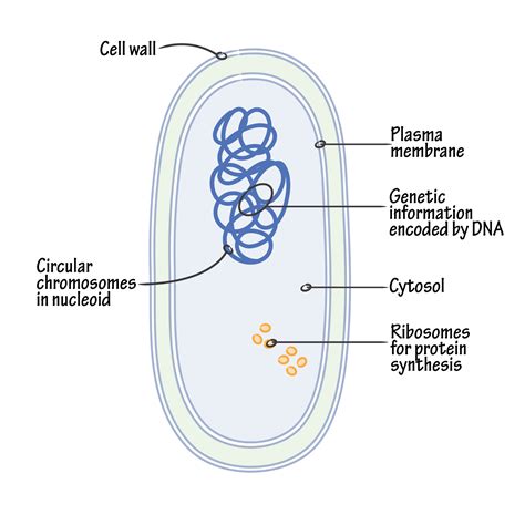 Prokaryotic Bacterial Cell Diagram