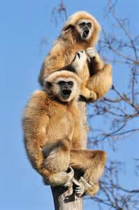 Singing Gibbons | Animals beautiful, Animals wild, Funny animals