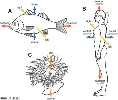 Developmental Mechanism - Dorso-Ventral Axis - Embryology