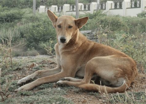 Indian Pariah Dog - India's Most Ancient Dog (BREED GUIDE)