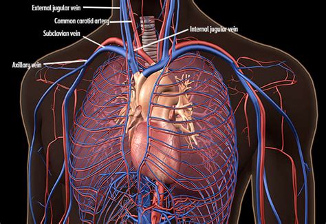 Anatomy Of Subclavian Vein