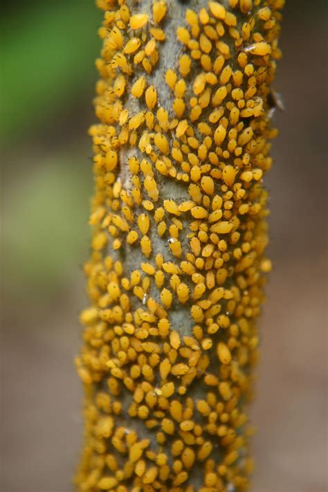 Aphid Photos ~ Lacewing_eggs_on_milkweed_9339a | wallpaperlist