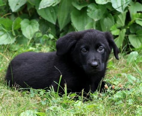 German Sheprador Puppies for Sale - Keystone Puppies