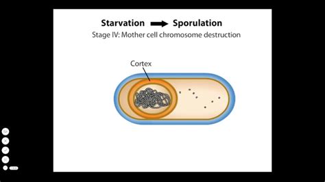 Endospore In Bacteria