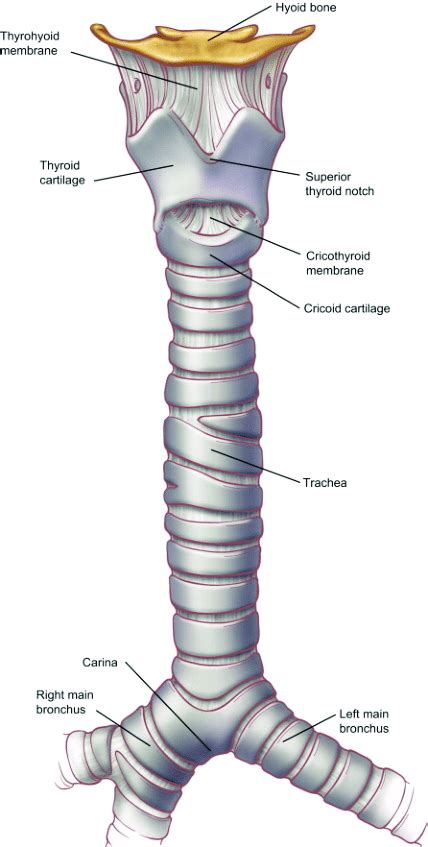 Tracheal Cartilage Diagram