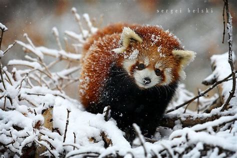 Red Panda Covered With Snow – JattDiSite.com