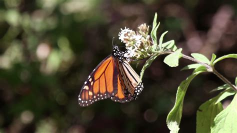 The monarch butterfly sanctuary in mexico 21743827 Stock Video at Vecteezy