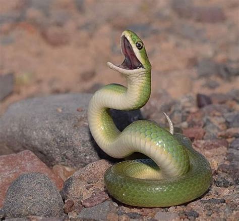 Green Mamba Snake Bite