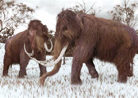 A firm raises $15m to bring back woolly mammoth from extinction - Articles