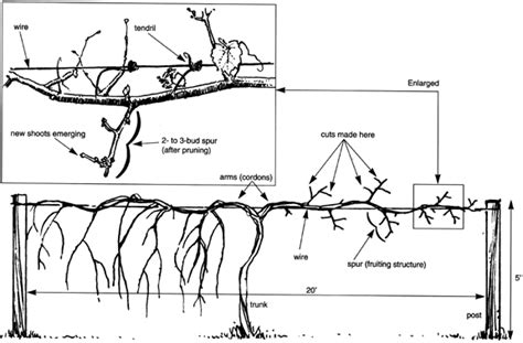 Organic Discourse: Pruning my muscadines