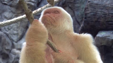 Snowflake: The White Gorilla | About | Nature | PBS