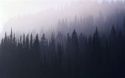 Foggy Woods Wallpaper