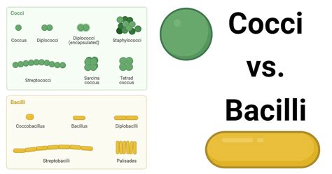 Cocci vs. Bacilli: 5 Major Differences with Examples