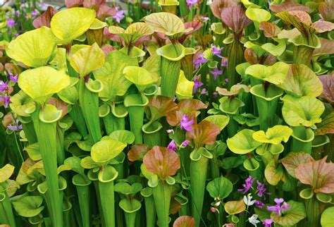 Field Trip: Botanique, a Pitcher Plant Nursery and Preservation Program