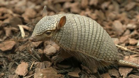 13 Facts About Armadillos