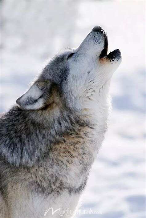 Howling Wolf - campestre.al.gov.br