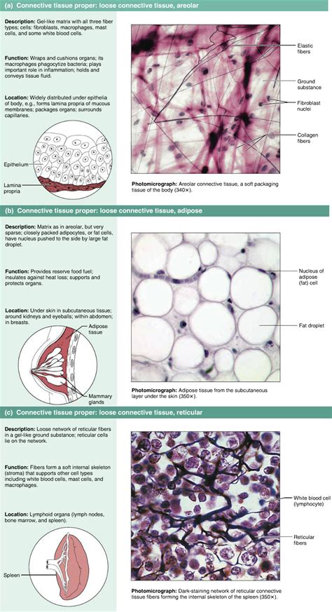 Connective Tissue Types