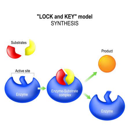 Vector of Enzyme. lock and key model. - ID:75339126 - Royalty Free ...