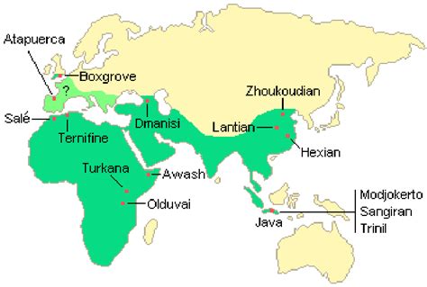 Early Human Evolution: Homo ergaster and erectus