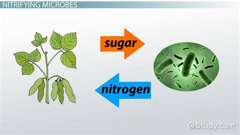 Nitrogenase: Structure, Role in Nitrogen Fixation & Activity - Lesson ...