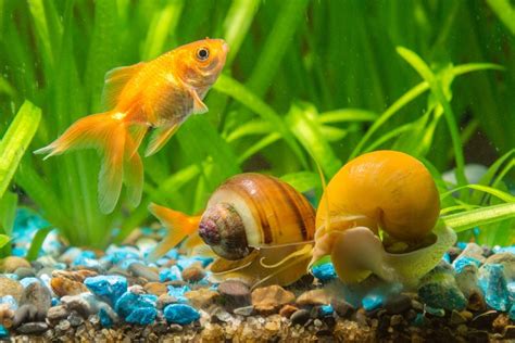 Do Goldfish Eat Snails? (Can They Live Together?)