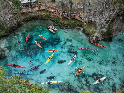 Manatees and Kayaks, Three Sisters Springs, Florida [990x742] : r/waterporn