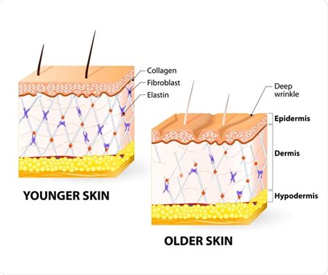 Human Skin Layers And Functions