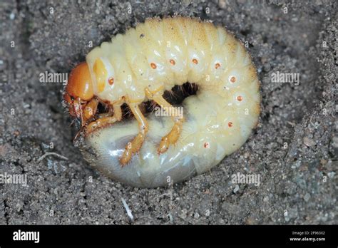 The larva of the May beetle Common Cockchafer or May Bug (Melolontha ...