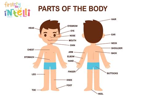 Parts Of The Nose And Their Functions For Kids