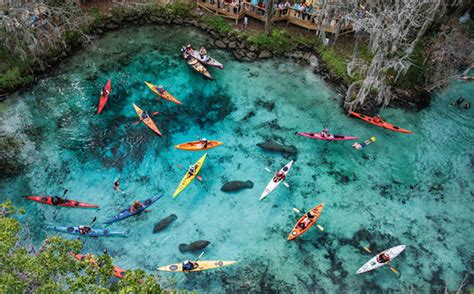 Swim with Manatees in Crystal River Florida, Manatee Tours on Kings Bay ...