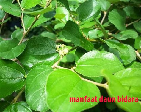 Manfaat Daun Bidara