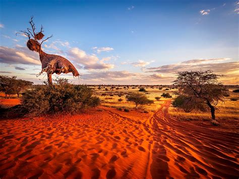 Animals Of The Kalahari Desert - WorldAtlas