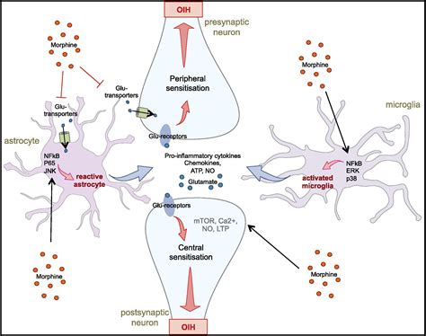 Opioid-induced hyperalgesia: Cellular and molecular mechanisms ...